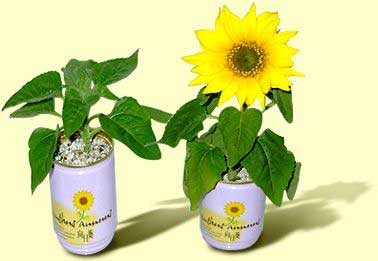 Can Flowers Sunflower Can Flowers Sunflower